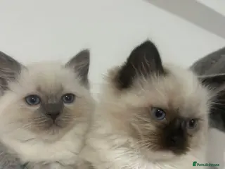 Ragdoll cats Kittens Ragdoll - Advert 17