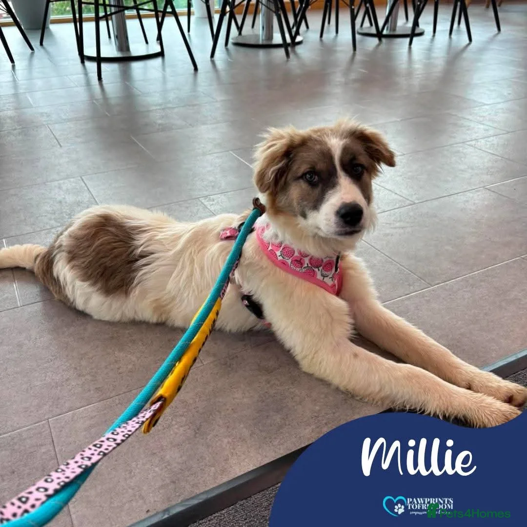 Mixed Breed dogs for adoption: Meet Millie, currently residing in Cheshire  - Advert 1
