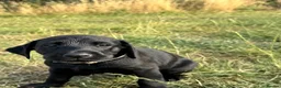 Labrador Retriever dogs for sale: Exceptional KC Labrador Puppies from Working Line  - Advert 12