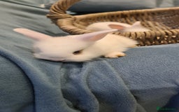 English Lop rabbits for sale: Bunny  - Image 3