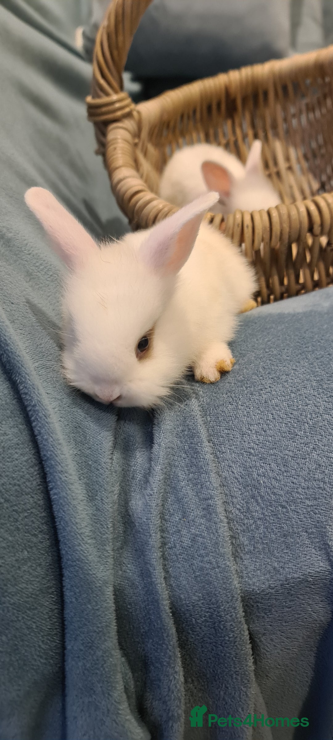 English Lop rabbits for sale: Bunny  - Image 3