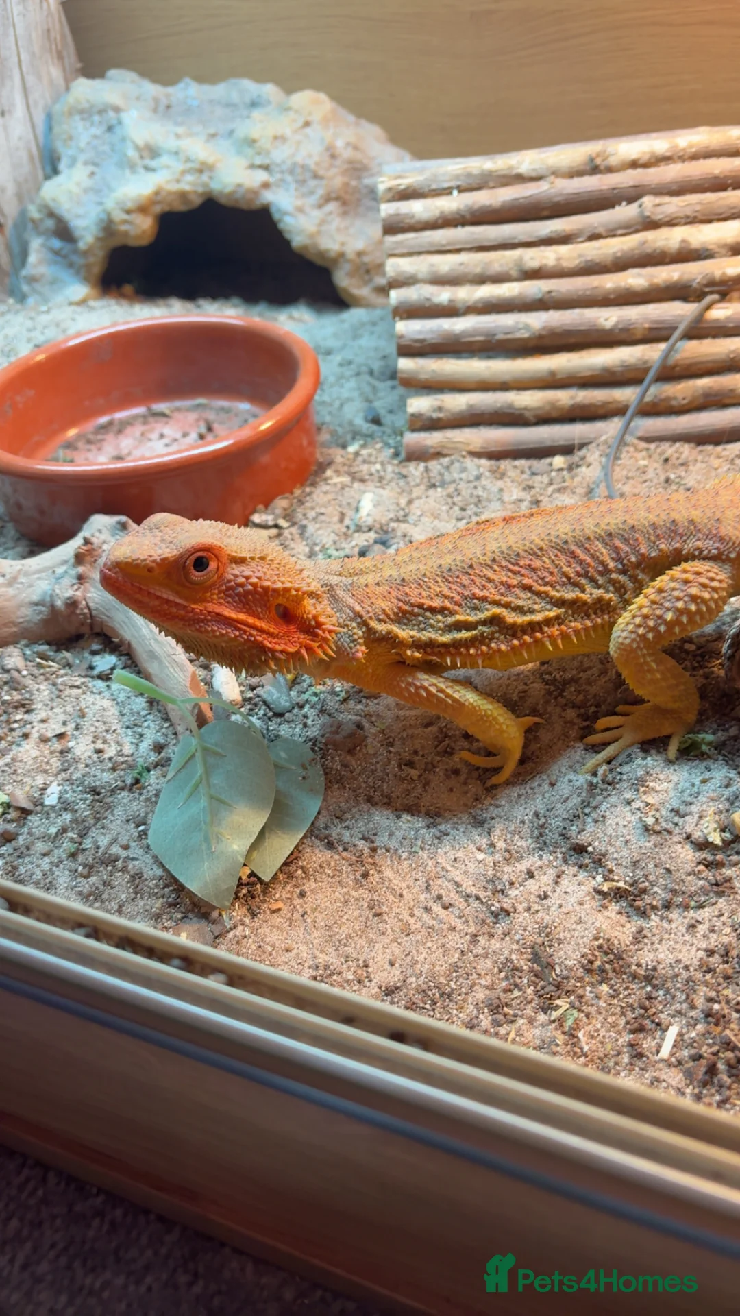 Bearded Dragon reptiles for sale: Bearded Dragon and set up  - Advert 1