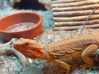 Bearded Dragon reptiles Bearded Dragon and set up - Advert 3