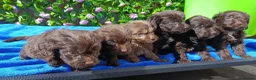 Cockapoo dogs for sale: F1 COCKERPOOS HEALTH TESTED PARENTS  - Advert 6