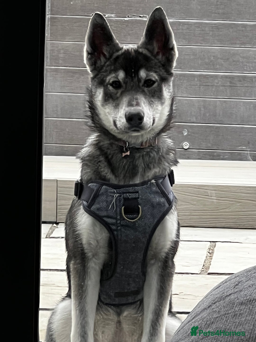 Mixed Breed dogs for sale: Bernese X Huskydor Pups - Advert 2