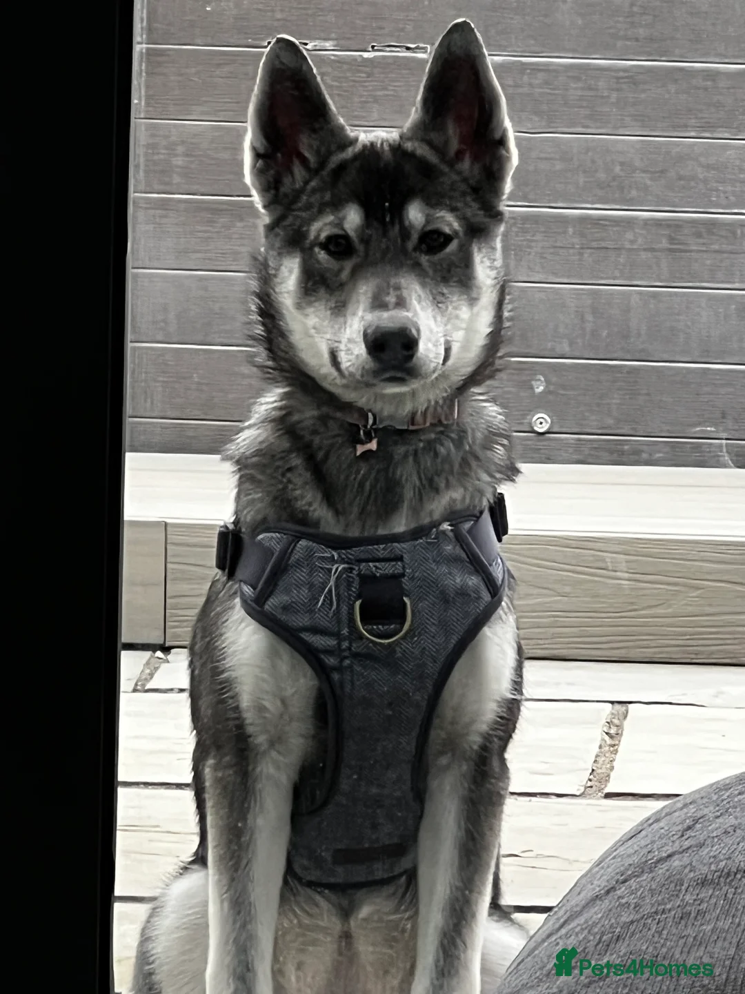 Mixed Breed dogs for sale: Bernese X Huskydor Pups - Advert 3