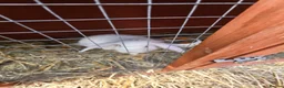 Mixed Breed rabbits for sale: Bunnies in Boldon Colliery - Advert 7