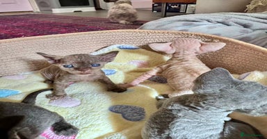 Devon Rex cats - Advert 5