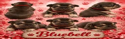 French Bulldog dogs for sale: Outstanding KC registered French bulldog puppies  - Advert 3