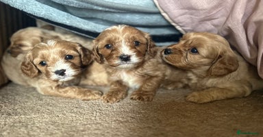 Cavapoo dogs - Advert 3