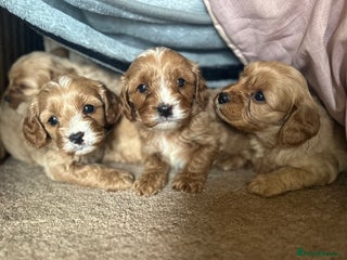Cavapoo dogs - Advert 2