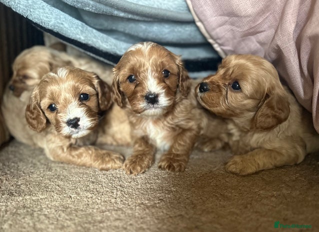 Cavapoo dogs - Advert 3