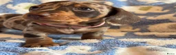 Miniature Dachshund dogs for sale: KC Miniature Dachshund Smooth haired in Castleford - Advert 11