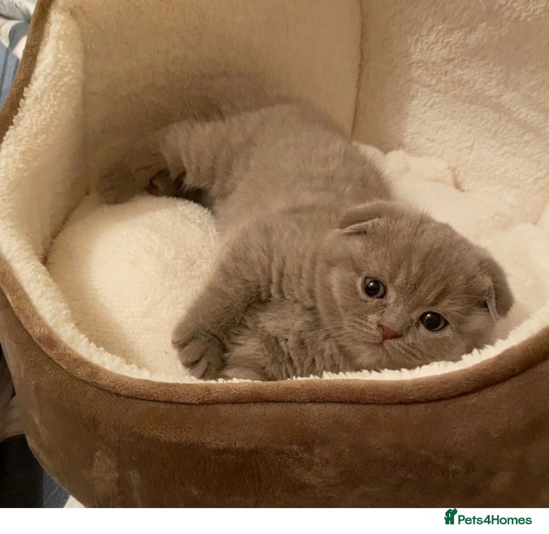 Scottish Fold cats for sale: Adorable Scottish fold  - Image 6