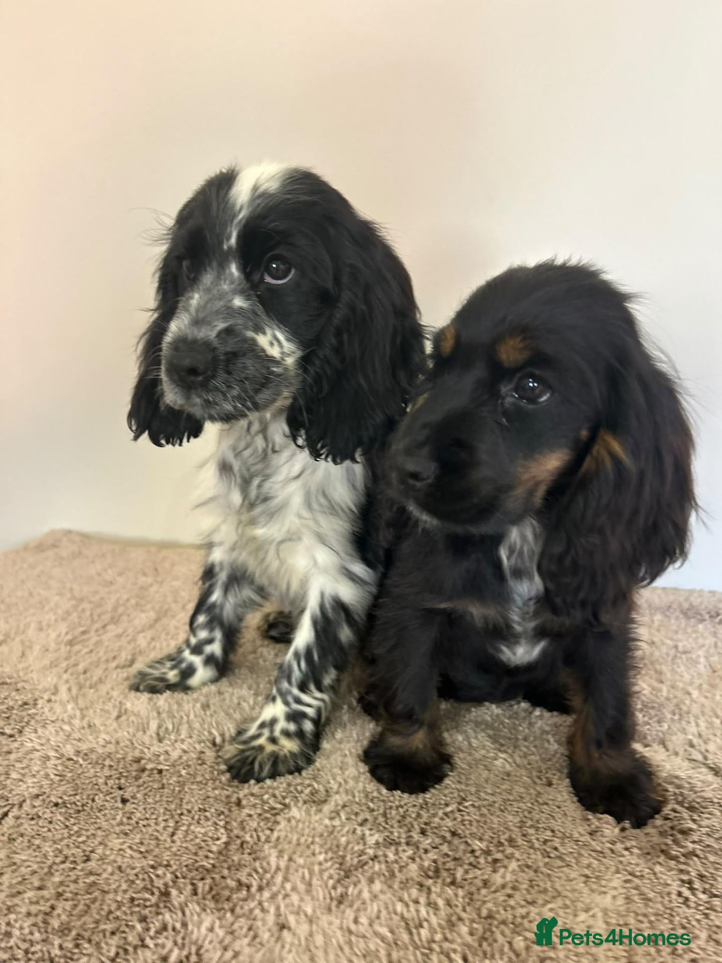 Cocker Spaniel dogs Kc registered show type spaniels  - Advert 1