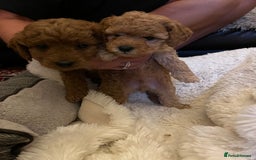 Cavapoo dogs for sale: 7 adorable puppies for sale 5 girls 2 boys  - Image 5