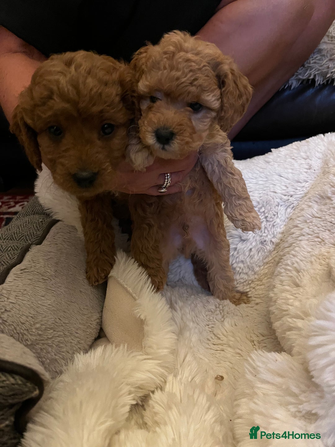 Cavapoo dogs for sale: 7 adorable puppies for sale 5 girls 2 boys  - Image 5