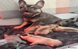 French Bulldog dogs for sale: LILAC Frawn 1girl pup left(I own both mom and dad) - Image 25