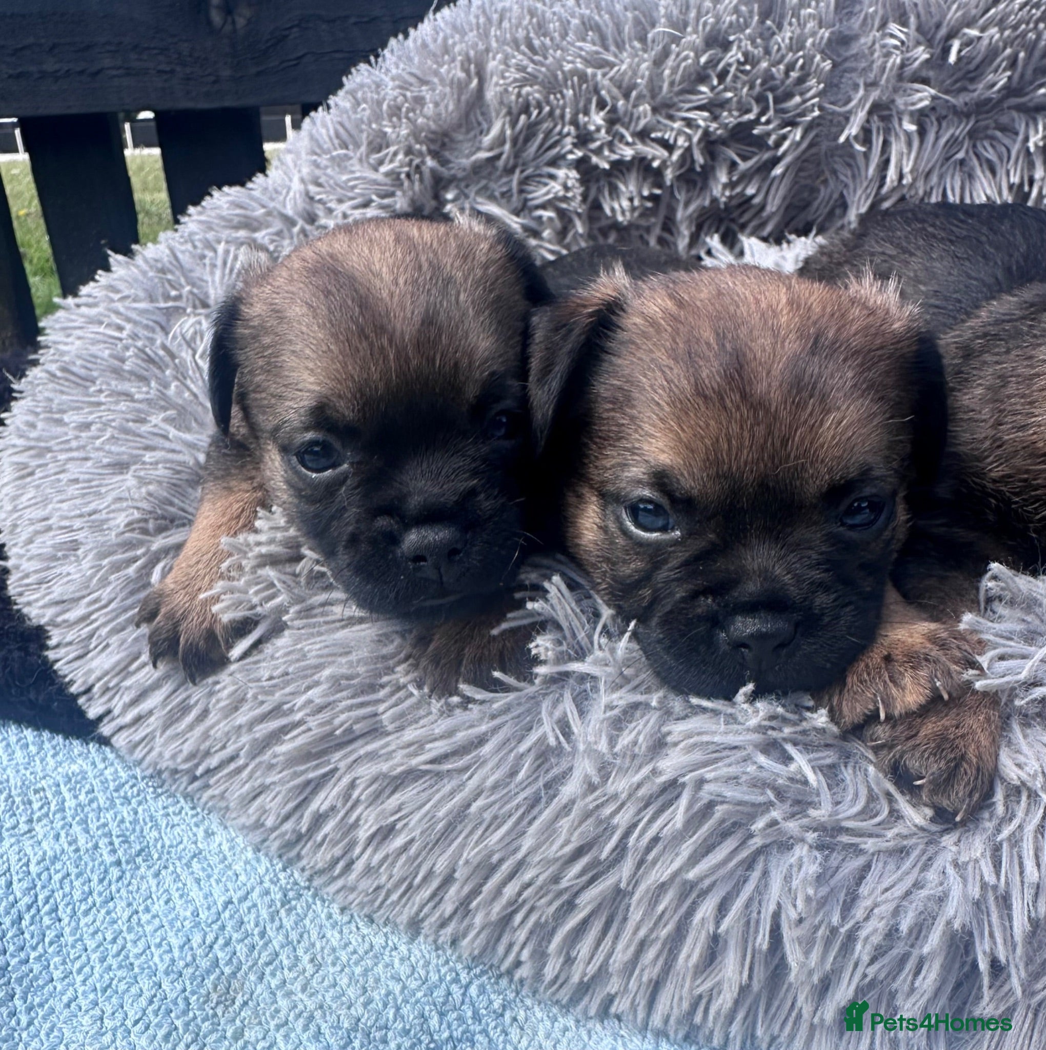 Border Terrier dogs KC Border Terrier puppies (SLEM Clear) - Advert 2
