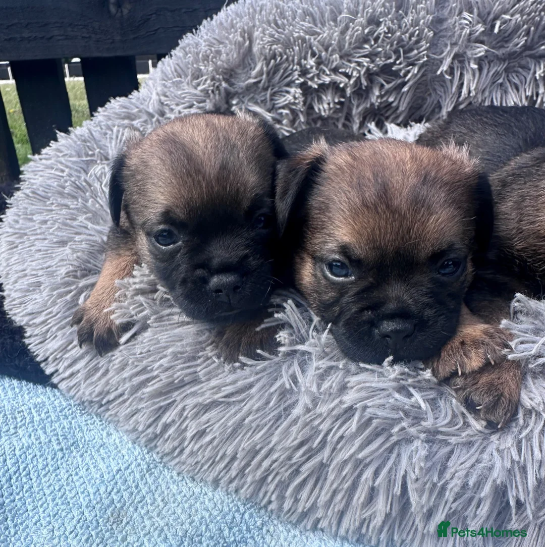 Border Terrier dogs for sale: KC Border Terrier puppies (SLEM Clear) - Advert 2
