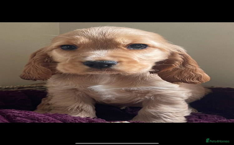 Cocker Spaniel dogs - Advert 11