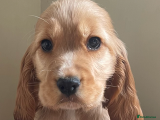 Cocker Spaniel dogs - Advert 26