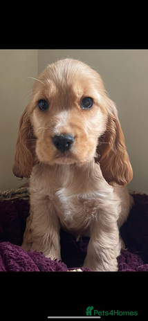 Cocker Spaniel dogs - Advert 11