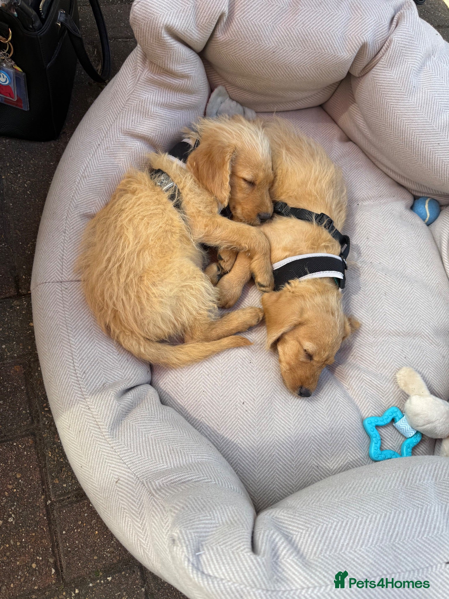 Labradoodle dogs 2 Male Labradoodle Puppies for sale  - Advert 2