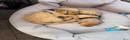 Labradoodle dogs for sale: 2 Male Labradoodle Puppies for sale  - Advert 1