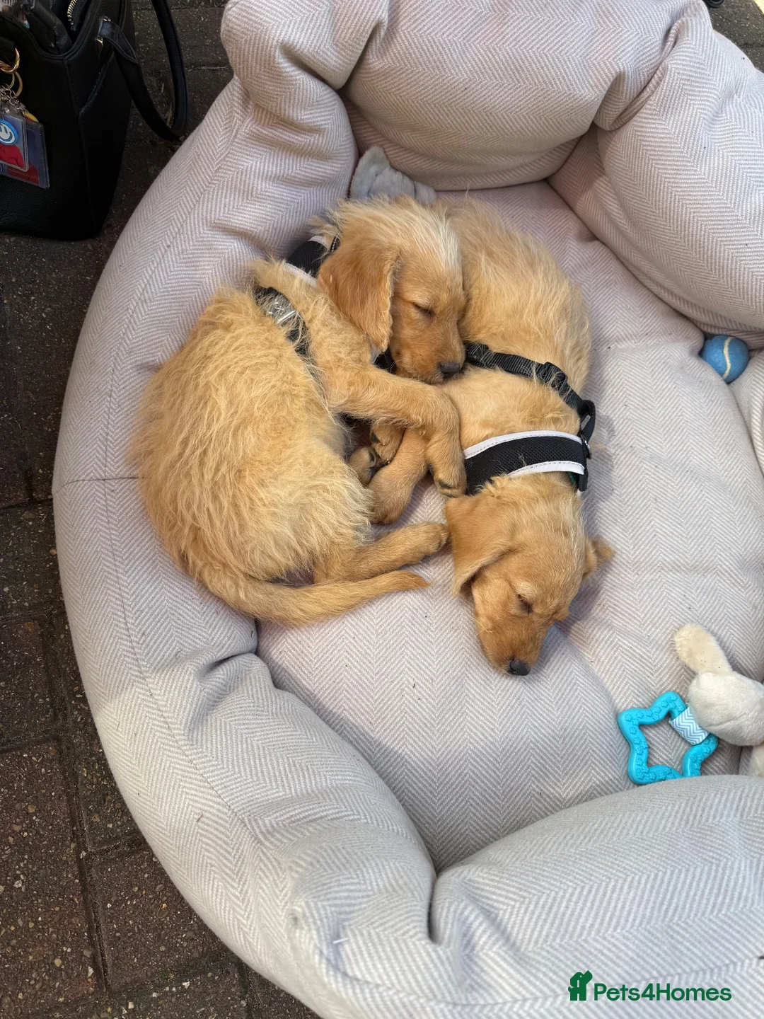 Labradoodle dogs for sale: 2 Male Labradoodle Puppies for sale  - Advert 1