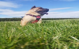 Mixed Breed dogs for sale: For sale Chow-Pey - Image 2