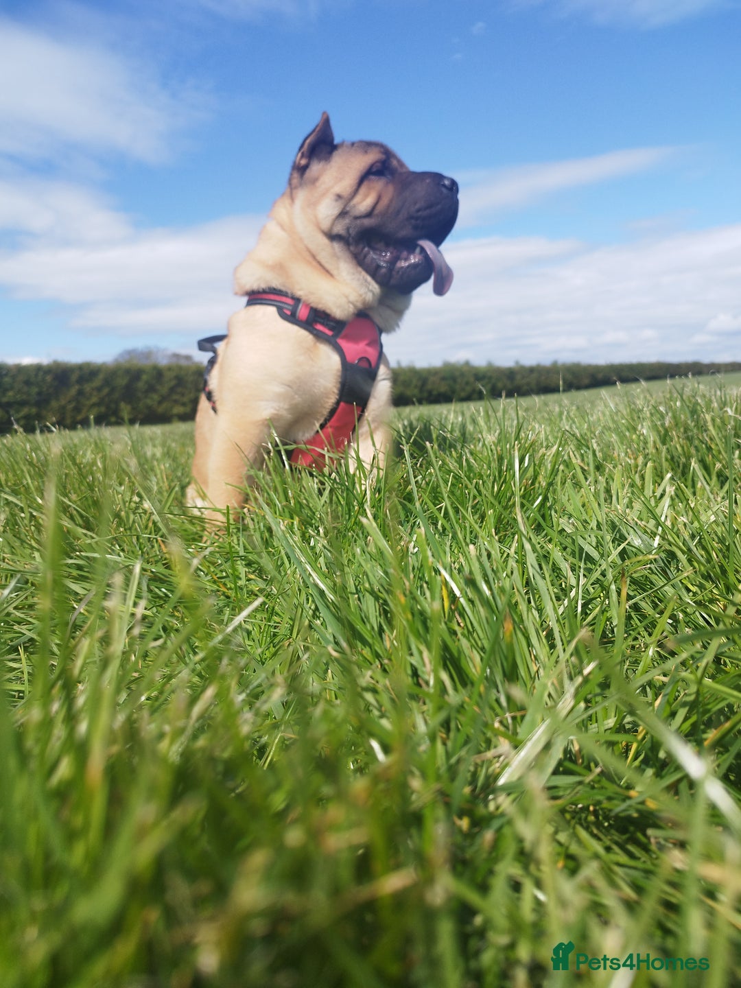 Mixed Breed dogs for sale: For sale Chow-Pey - Image 2