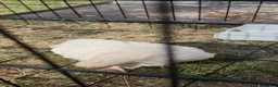 Chickens poultry for sale: Chicken white female  in Coventry - Advert 3