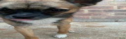 Pomchi dogs for stud: DISCOUNTED TILL PROVEN! in Clacton-on-Sea - Advert 6