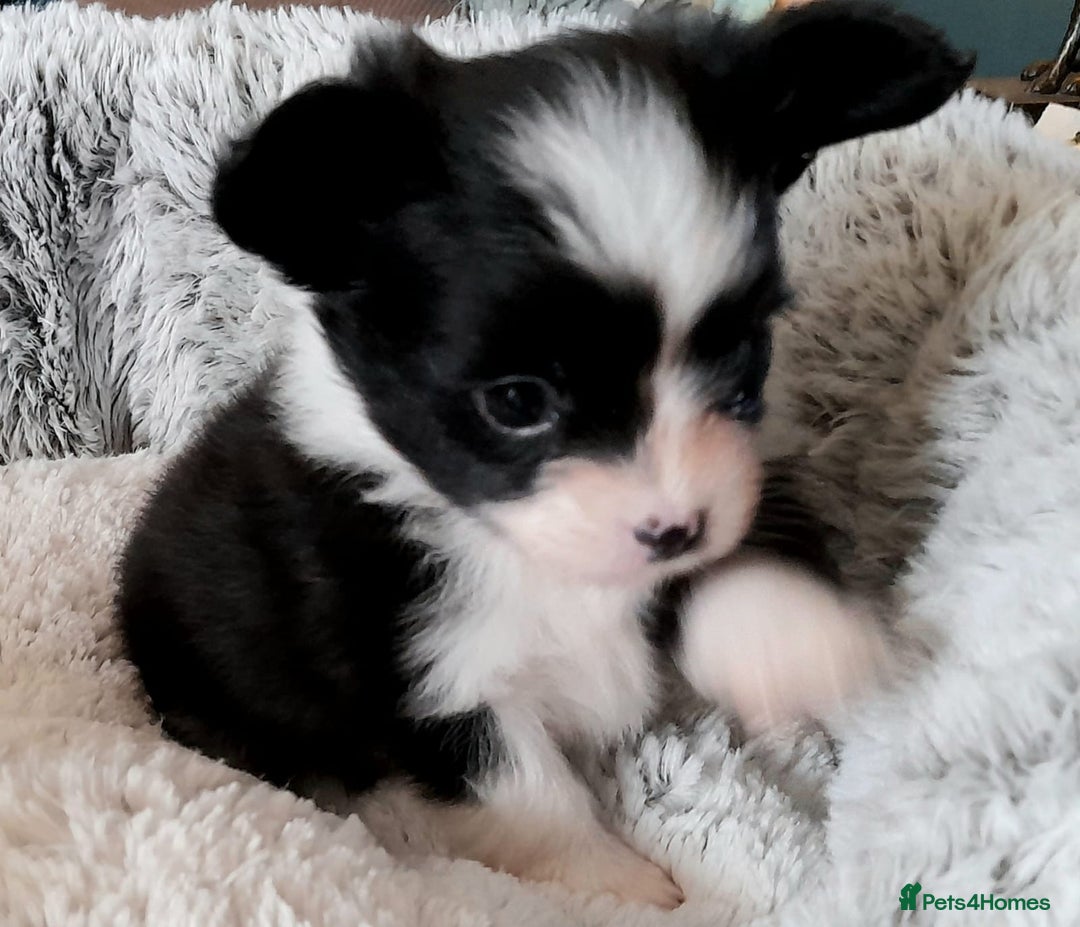 Mixed Breed dogs for sale: Adorable chion puppies  - Image 2
