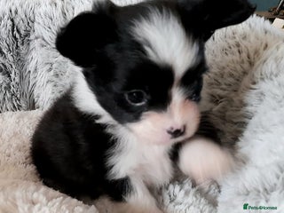 Mixed Breed dogs - Advert 4