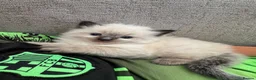 Ragdoll cats for sale: Beautiful sealpoint ragdoll kittens in Cannock - Advert 10
