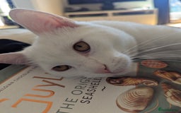 Domestic Shorthair cats for sale: Make White Cat for rehoming  - Image 5