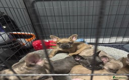 French Bulldog dogs for sale: French bulldogs 3 male ready now  - Image 13