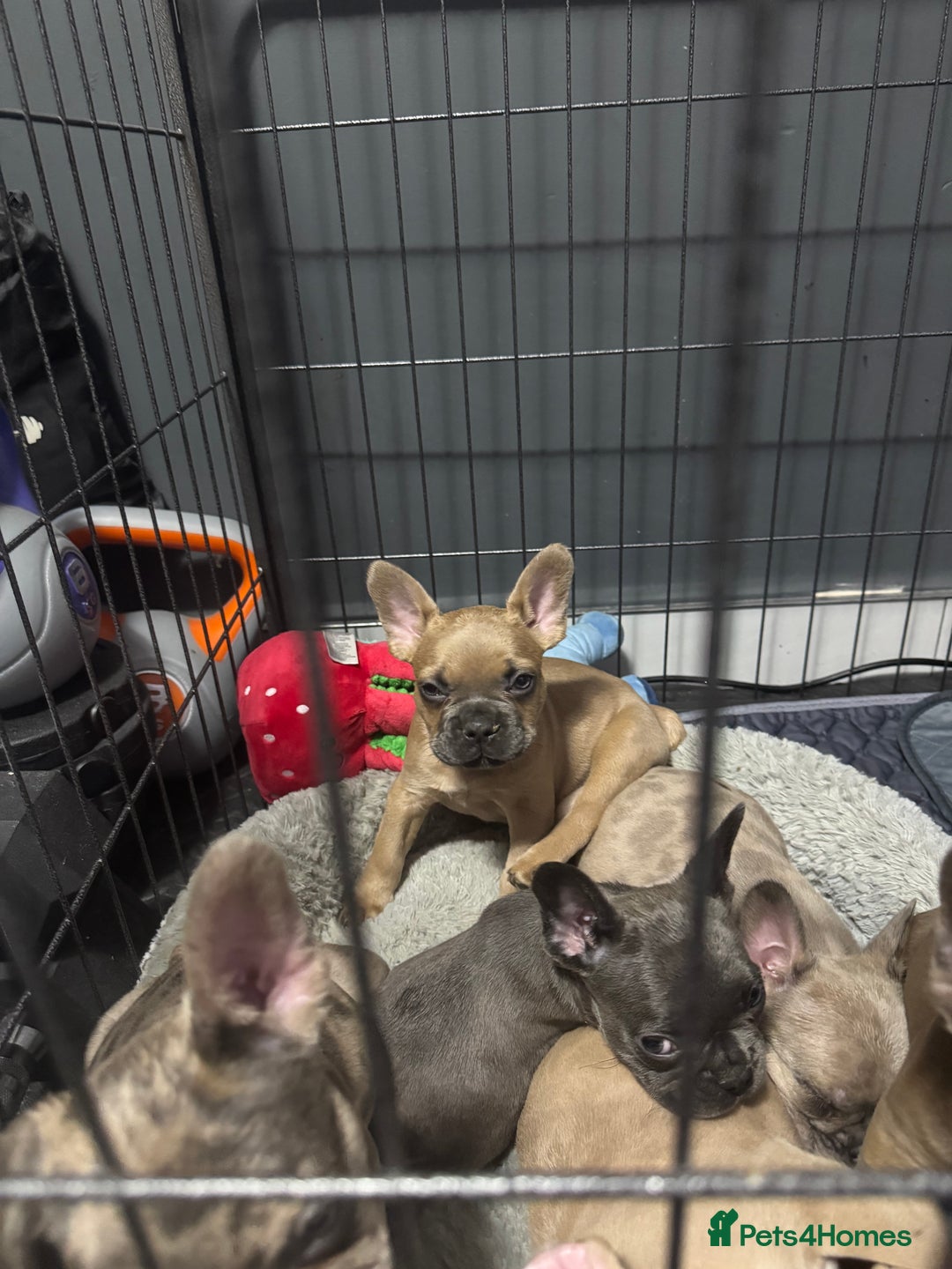 French Bulldog dogs for sale: French bulldogs 3 male ready now  - Image 13