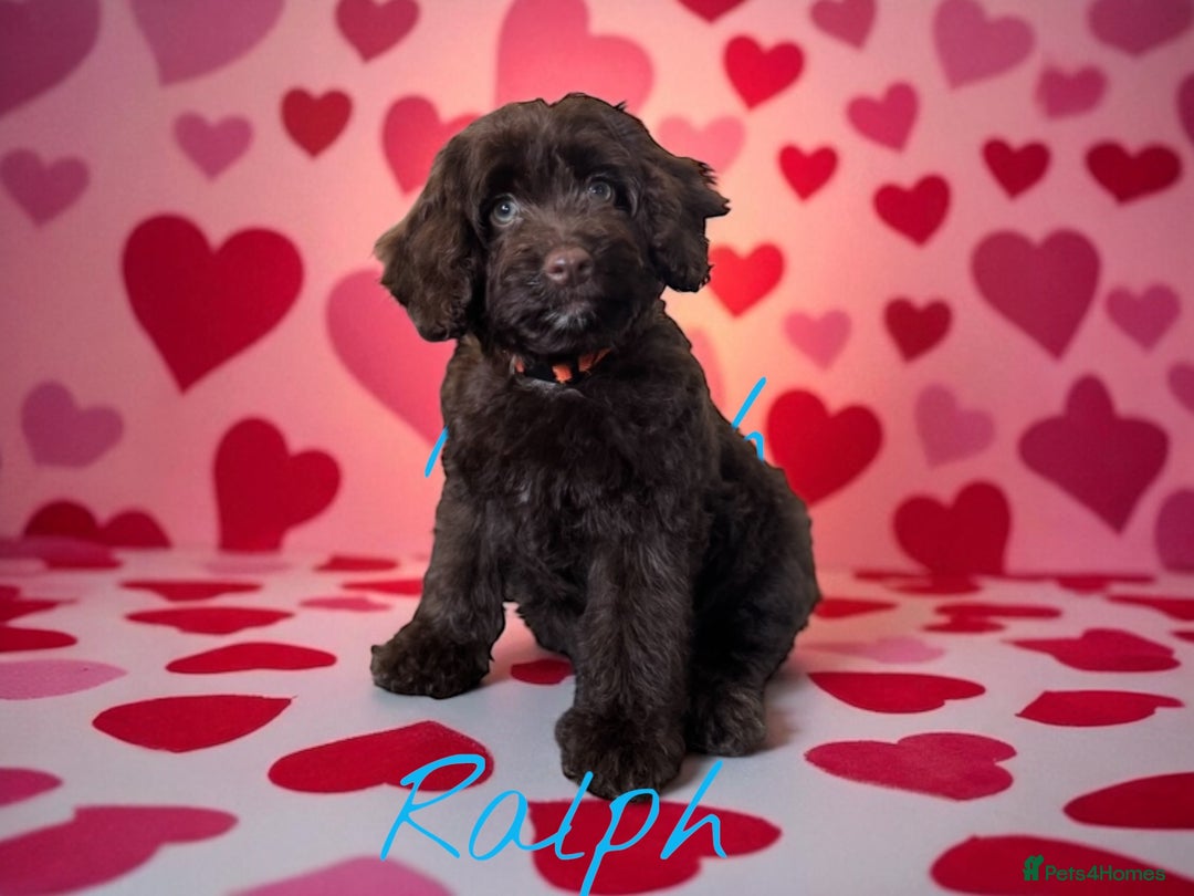 Cockapoo dogs for sale: ⭐️READY NOW⭐️Stunning DNA clear C f1 choc  - Image 9