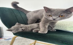British Shorthair cats for sale: British Shorthair Male — experience needed! - Advert 3
