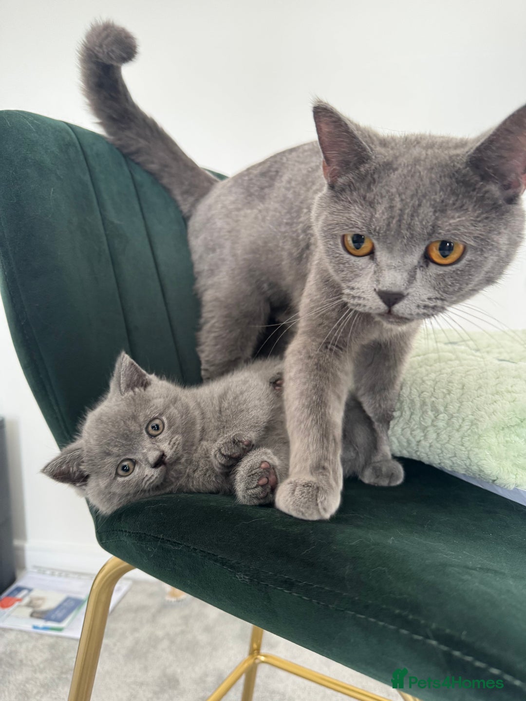 British Shorthair cats for sale: British Shorthair Male — experience needed! - Advert 3