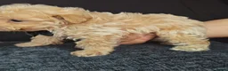 Maltipoo dogs for sale: Maltipoo Miny ready to Leave soon - Advert 36