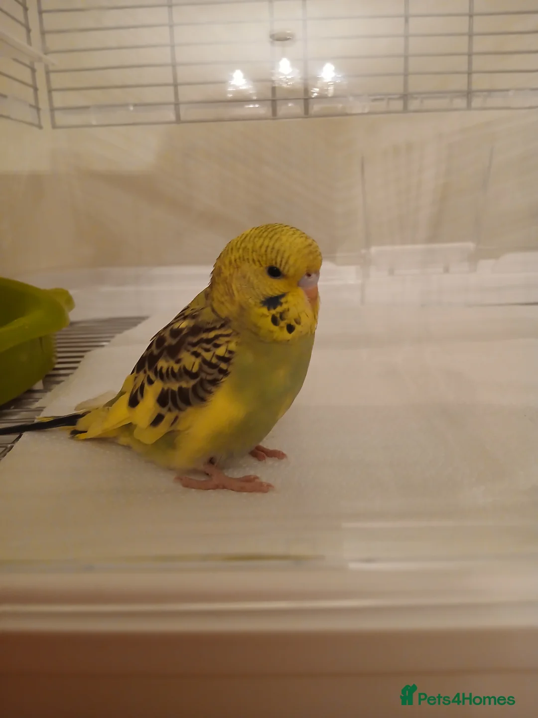 Budgerigars birds for sale: Female Budgie in Houghton le Spring - Advert 2