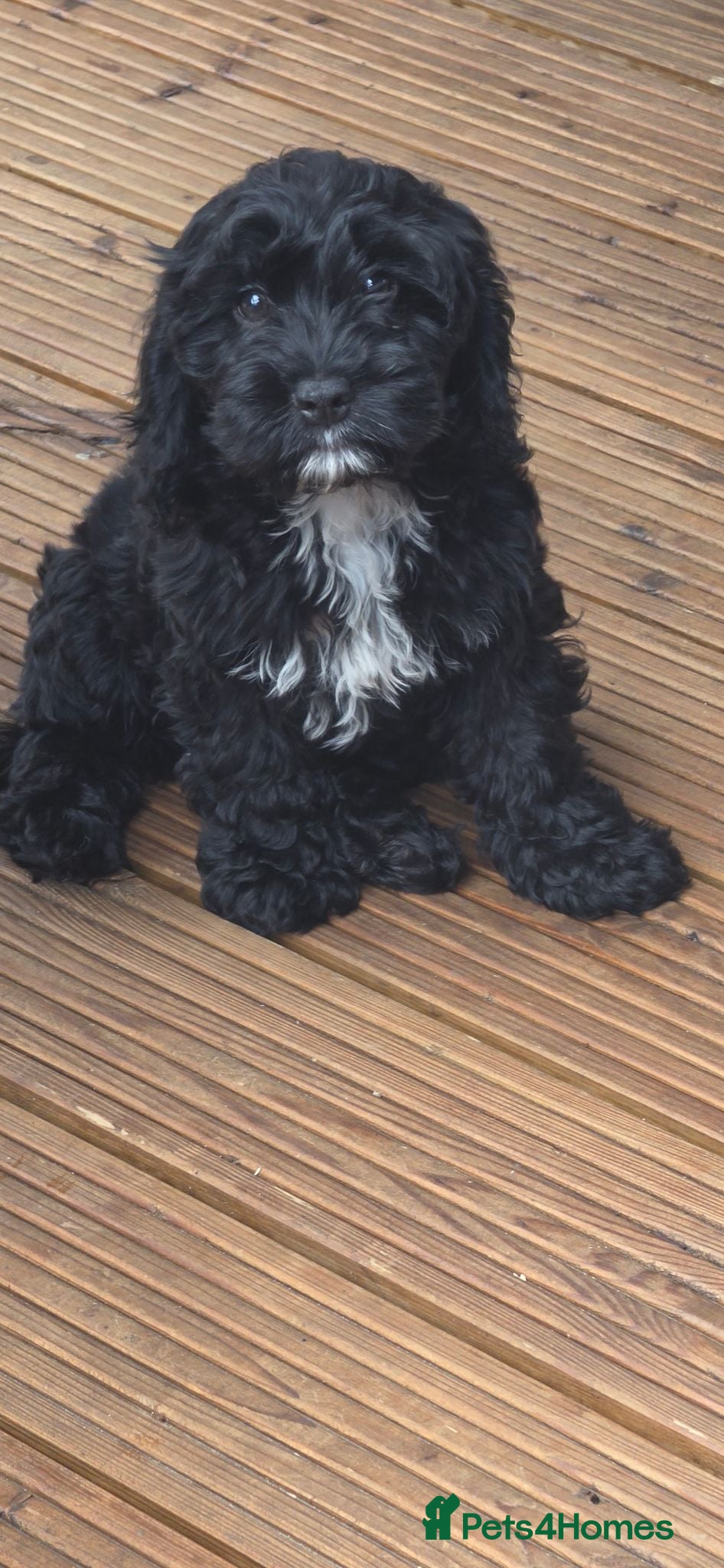 Cockapoo dogs Gorgeous Cockerpoo Girls READY NOW 🐾💗 - Advert 1