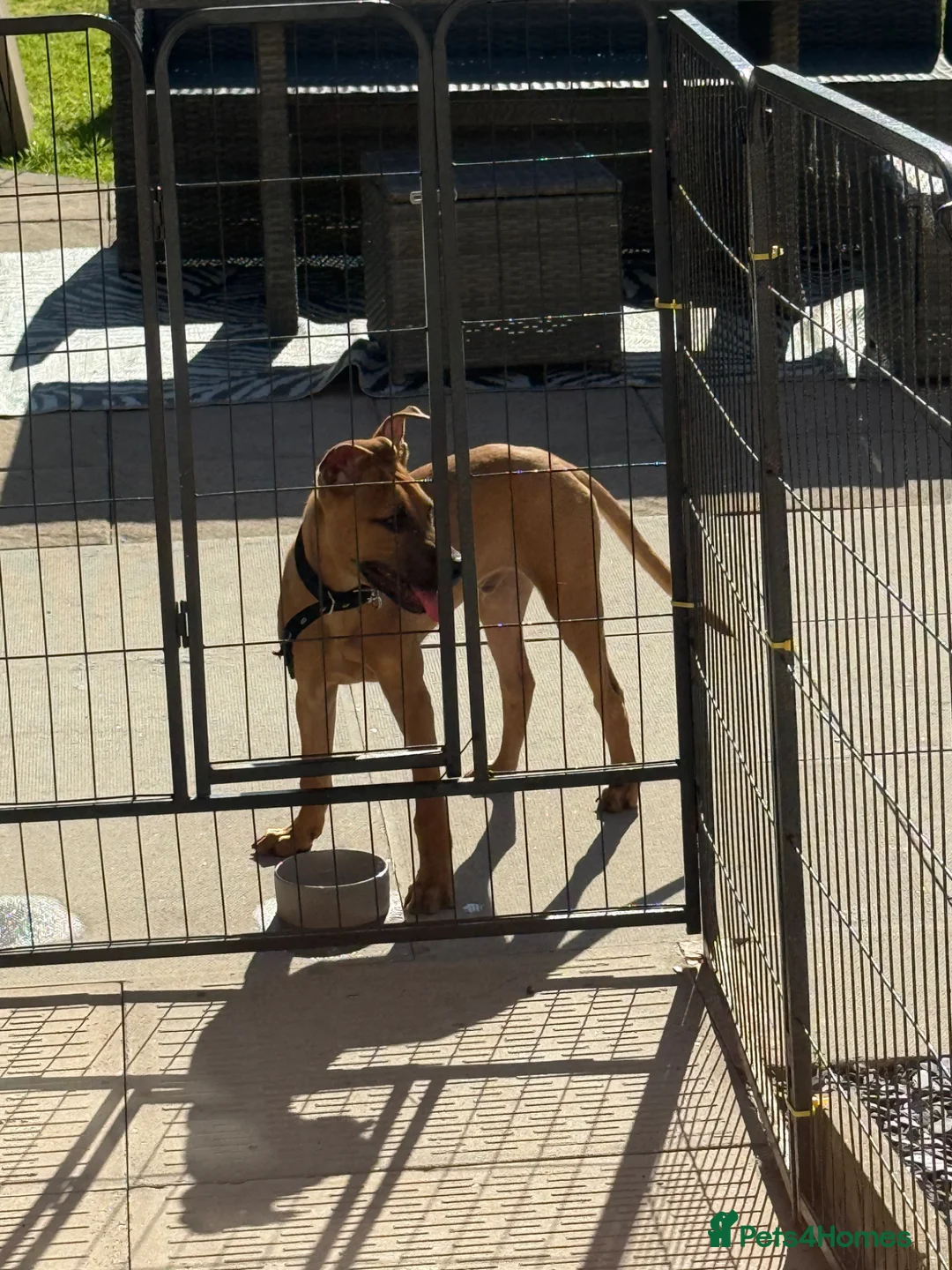 Mixed Breed dogs for sale: Mali cross staffy  in Willenhall - Advert 1
