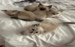Ragdoll cats for sale: Pedigree Blue & Seal Ragdoll kittens in Oswestry - Image 1