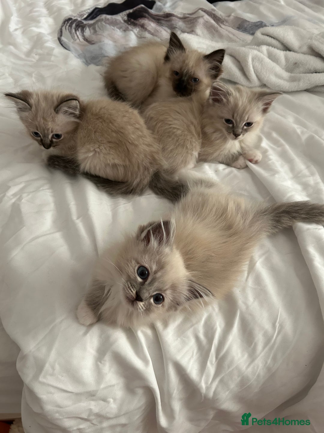 Ragdoll cats for sale: Pedigree Blue & Seal Ragdoll kittens in Oswestry - Image 1