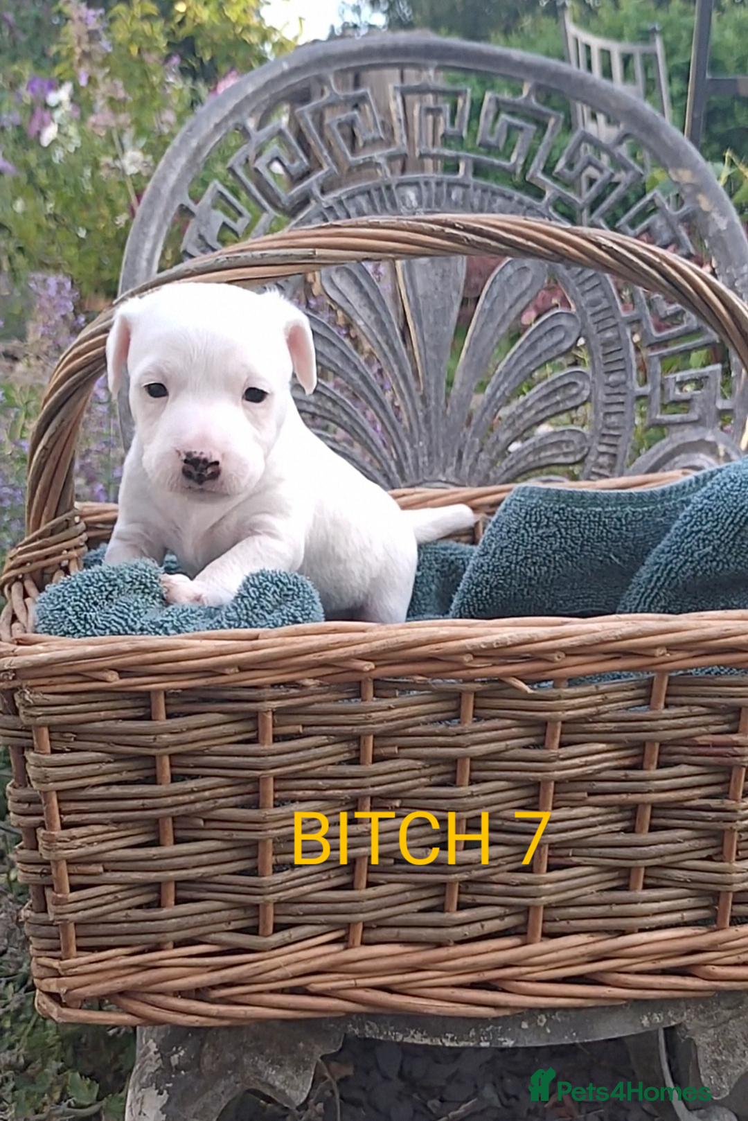 Jack Russell dogs for sale: Tremendous JRT puppies  - Image 27